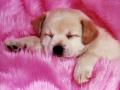 Pink dog 1024-768